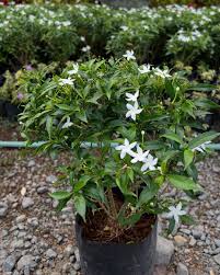 Image result for Pandiaka