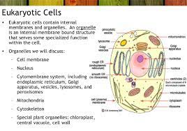 Drawings of the ultrastructure of eukaryotic cells based on electron micrographs. Ultra Structure Of Cell