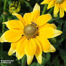 Image result for Rothia hirsuta