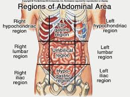 Stomach Areas Anatomy Organs Human Body Anatomy Body Anatomy