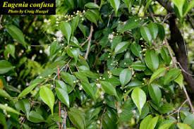 Image result for Eugenia aschersoniana