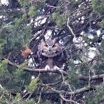 Great Horned Owls: Hunting & Feeding