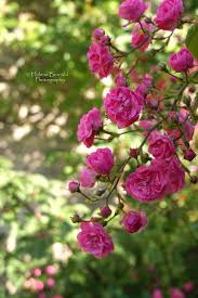 A Spray Of English Roses Flowers Nature Beautiful Gardens Beautiful Flowers