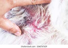 Dog Rash High Res Stock Images Shutterstock