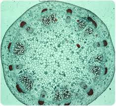 Check spelling or type a new query. Beautiful Plant Cells For Kids Leafcutter Designs Plant Cell Microscopic Things Under A Microscope