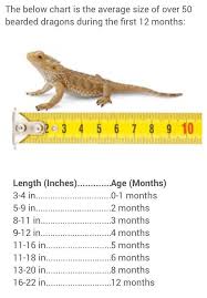 bearded dragon growth chart bearded dragon food bearded