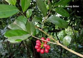 Image result for Huberantha