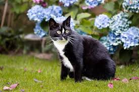 For cats, daylilies are far more dangerous. Are Hydrangeas Poisonous To Cats Southern Living