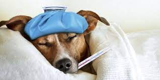 temperatura u sobaki prichiny pervaya pomosh pri gipertermii blog vetkliniki belanta