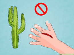 Imagine you bring with me a deserted tropical island papers, i could survive alone. How To Survive In The Desert 15 Steps With Pictures Wikihow