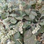 Image result for Celosia trigyna