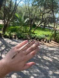 Image result for Kyphocarpa angustifolia