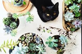 Are christmas cactus poisonous to dogs. Are Succulents Poisonous To Cats Toxic Nontoxic Succulents