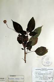 Image result for Lecanthus