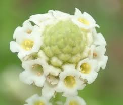 Image result for Lippia javanica