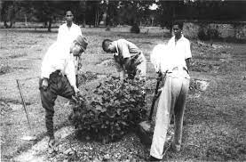 Japanese military government the three different ethnicity's had their own different feelings and reactions to the invasion by the japanese people. The Japanese Occupation Malayan Economy Before During And After Articles Economic History Malaya