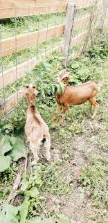 About flint creek dogs inc. We Got Goats Diana Marie Home