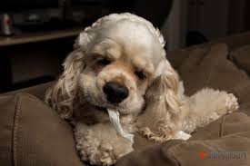 Gus The Super Duper Silver American Cocker Spaniel Puppy Loves To Shred Paper Towels Www Silvergus Com