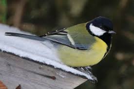 Image result for Kohlmeise vogelhouse