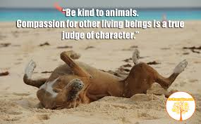 Beach Quotes With Animal Images Ci552pet Dogs Pet Memorials Pets Dogtrainingobedienceschool Com