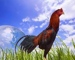 Ciri Ciri Ayam Bangkok Yang Bagus Dan Berkwalitas Ayam Juara Ayam Bangkok