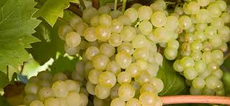 The outside method gives the roots a natural supply of moisture and nutrients, while indoor roots will require more care and attention. How To Grow Your Own Wine
