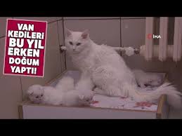 Van Kedileri Bu Yil Erken Dogum Yapti Videolu Anlatim 2020 Kedi Doga Saglik