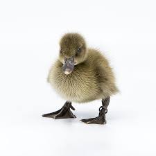 Being classed in the light category means that if space is limited, keeping campbells requires less room per bird compared to a heavy class of duck such as the pekin. Ducklings Khaki Campbell