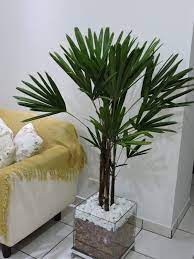 ¿como cuidar a un ratón? Palmeira Rafia Conheca A Planta E 61 Modelos Lindos