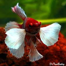 Types of betta fish team dumbo, dumbo has fins larger than normal that resembling as elephant i quick look around the fish room at all my betta fish. Premium Male Dumbo Ear Halfmoon Betta Fish