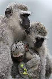 Monkeys Animals Animals Wild Animals Beautiful