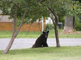 Description:bear insurance inc is an insurance company located in 1337 rio ranchero, pipe creek, texas, united states. Lake Tahoe Homeowners Insurance Bear Proofing Your Property