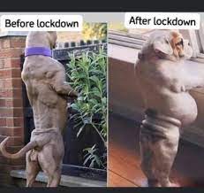 After Lockdown Meme Image 2020 Dog Memes Funny Thanksgiving Memes Funny Pictures