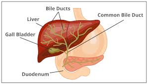 Firm and irregular liver, tenderness, and pulsatility. Definition Facts For Alagille Syndrome Niddk