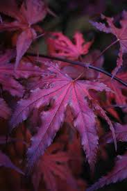Beech seeds are a great food source for a large variety of birds and mammals, including mice, squirrels, chipmunks, black bear, deer, foxes, and bluejays. Purple Ghost Japanese Maple For Sale Online The Tree Center