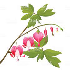 Bleeding Heart Flowers Isolated Realistic Vector Illustration On Bleeding Heart Flower Bleeding Heart Flower Heart