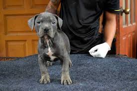 Bully dog in dogs & puppies for sale. Female Bully Puppy For Sale 1 Blue Expertasia Rak Lady Rush
