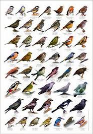 Pin By Mirka Fors On Nature Id Charts British Birds Identification Bird Identification Bird Poster