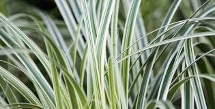 Image result for Carex