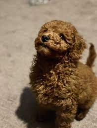Everything is brand new, fresh and clean. Pampered Pet Grooming Spa 143 Photos 144 Reviews Pet Groomers 1872 W 11th St Tracy Ca Phone Number Yelp