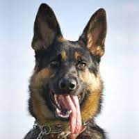 Check spelling or type a new query. German Shepherd Rescue Adoptions