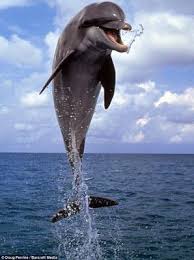 Securesignup Net Special Offer And Discount Coupon Animals Beautiful Animals Dolphins