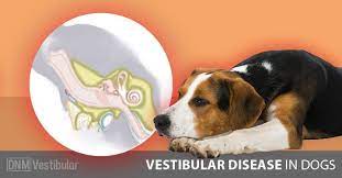 Is Your Dog Drunk Recognizing Vestibular Disease Dogs Naturally