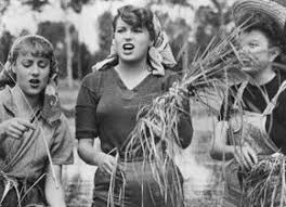 Riso Amaro Bitterer Reis 1949 Filme Tipps