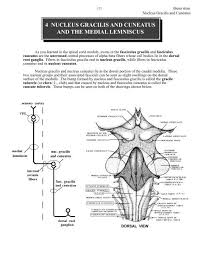 Functions of the brain stem. Nucleus Ambiguus Amboss