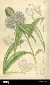 Image result for Pycnostachys reticulata