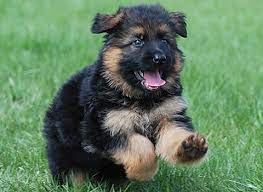Bomboo and server's gsd puppies for sale! German Shepherd Puppies For Sale My Bodyguard Dogs Dog Breeding
