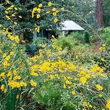 15 japanese flower names + meanings. 15 Great Native Plants For Southwestern Gardens Plants Native Plants Yellow Flowers Names