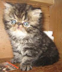 Himalayan Persian Kitten Breeder In Dallas Fort Worth Tx Persian Cat Breeders Persian Kittens Cat Breeder