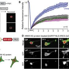PDF) Tau Protein Disrupts Nucleocytoplasmic Transport in Alzheimerrs Disease